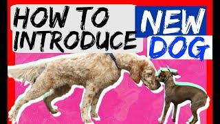 How to bring a new dog to your dog at home - Dog Training with Americas Canine Educator