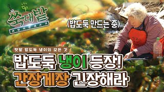 바퀴로 만든 #DIY 화분 공개 / 농사도 계획적으로! 쑥대밭 계획도 만들기 (FEAT. 냉이의 모든 것) [텃밭 생존기/쑥대밭] ep_5