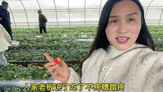 这妈妈对三个女儿真好，这么贵的草莓也舍得买，嘴巴真是太馋了！