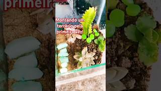 Montando um terrário pela primeira vez #terrarios #plantas