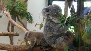 埼玉県こども動物自然公園のコアラの親子