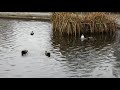 gadwalls in the fountain