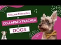 Natural Remedies for Collapsed Trachea in Dogs with Dr. Judy Morgan