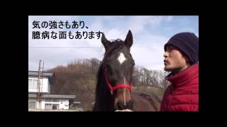 GRANDAM-JAPAN優勝馬のふるさとを訪ねて／棚川光男牧場（キミニコイシテ号）