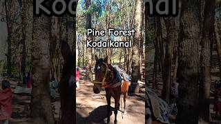 സിനിമാക്കാരുടെ ഇഷ്ട്ട ലൊക്കേഷൻ🎥🌲 #pineforest #kodaikanal #youtube #shorts