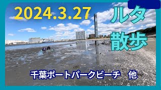 2024.3.27ルタ散歩　千葉ポートタワーパーク他