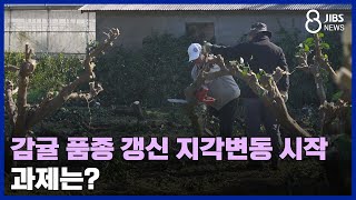 감귤 품종 갱신 지각변동 시작...과제는?/JIBS /제주/2024.01.15