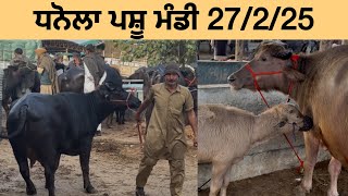 ਧਨੋਲਾ ਪਸ਼ੂ ਮੰਡੀ 27/2/2025