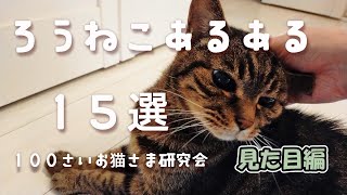 【老猫】老猫あるある【見た目編 】