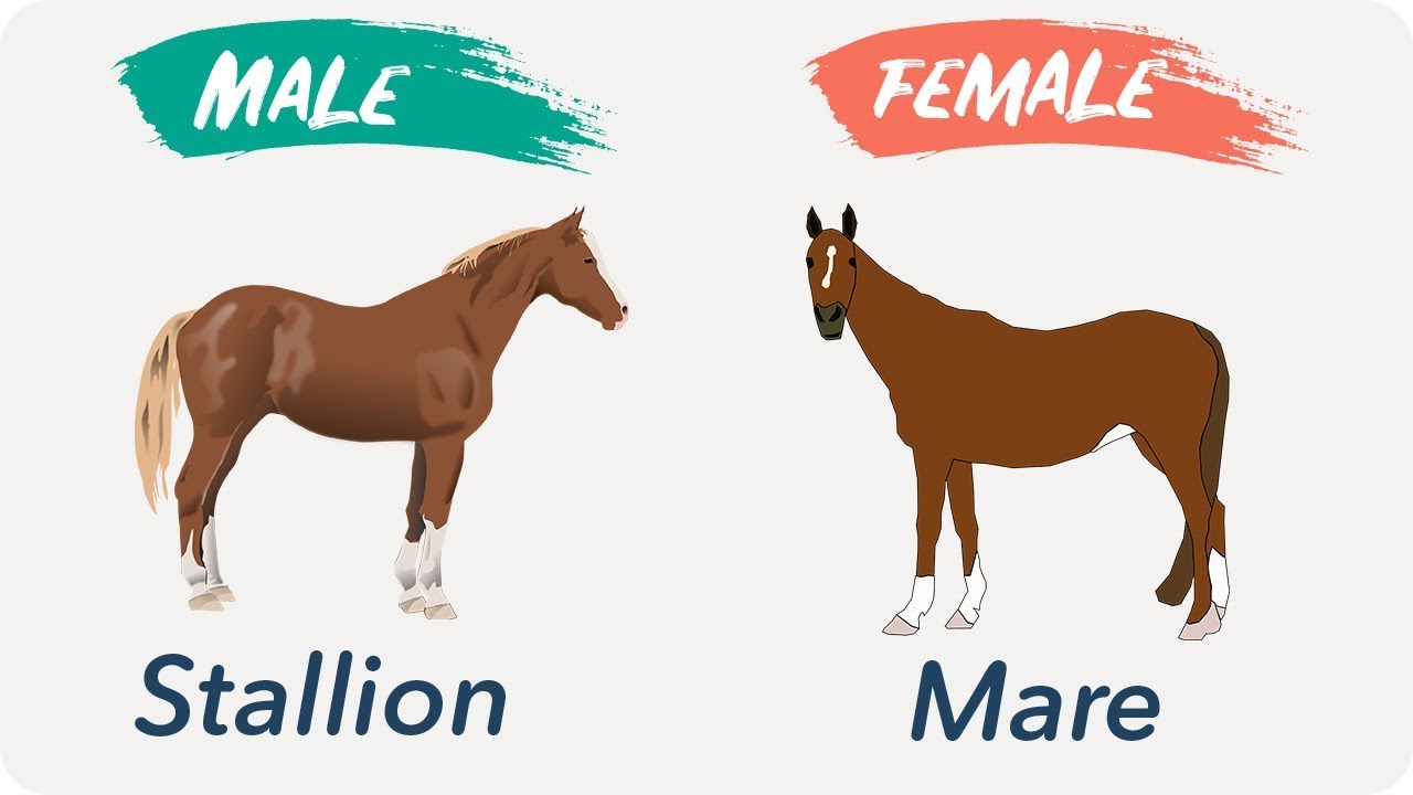 Male And Females Of Animals | Masculine And Feminine Gender Of Animals ...