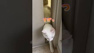 洗面所にいる飼い主に会いたくて入ろうとする弟猫が可愛い過ぎる