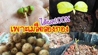 EP. 75 #เพาะเมล็ดลองกอง ได้ผล 100%