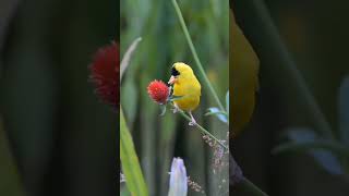 పక్షుల కిలకిలలు || Chirping of birds || అందమైన పక్షులు వాటి స్వరాలు || Beautiful birds