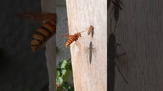 Japanese Honeybees Narrowly Escape a Yellow Hornet Attack