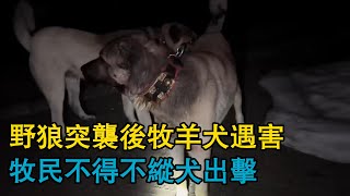 野狼突襲後牧羊犬遇害，牧民不得不縱犬出擊，牧羊犬夜戰狼群，防狼項圈顯神威，刺傷了狼！