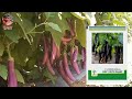 बैगन की वैरायटी baigan ki top five variety brinjal seeds hybrid baigan ki variety videos