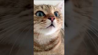 Cat Meowing 🌹🐈🐈🌹 |Cat Sound|Cute Cat Videos| #shorts #cat #cats #catlover #catfunnyshorts