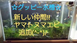 新しい仲間‼ヤマトヌマエビがやって来た(^-^)/【グッピー水槽】