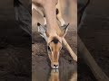 impala drinking water from lake impala drink water deer antelope sip ha75263 nature wildlife