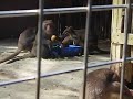 野生柴山猴v.s動物園袋鼠