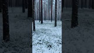 Первый снег в лесу Снегопад Все засыпало снегом