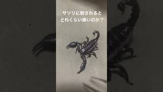 どこのご家庭にもいるチャグロサソリに刺されるとどれくらい痛いのか？