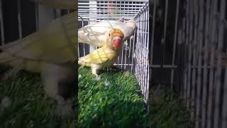 Decino and albino red eye lovebirds pair